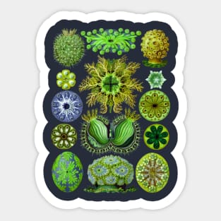 Ernst Haeckel Ascidiae Sea Squirts Green Sticker